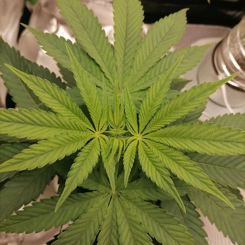 Fruit Spirit growlog timeline photo