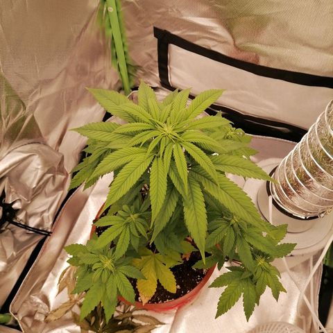 Fruit Spirit growlog timeline photo