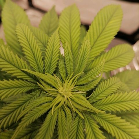Fruit Spirit growlog timeline photo