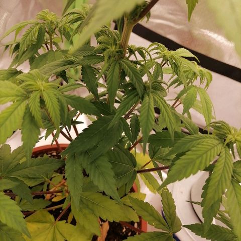 Fruit Spirit growlog timeline photo