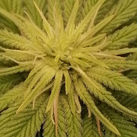 Fruit Spirit growlog timeline photo