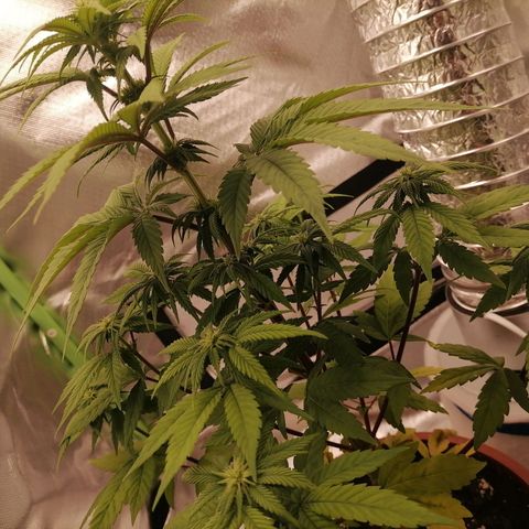 Fruit Spirit growlog timeline photo