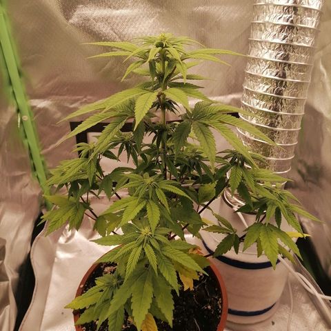 Fruit Spirit growlog timeline photo