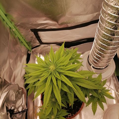 Fruit Spirit growlog timeline photo