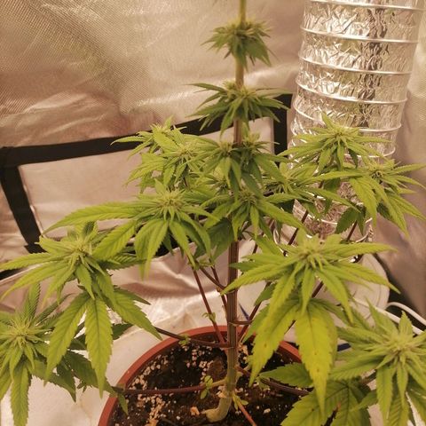 Fruit Spirit growlog timeline photo