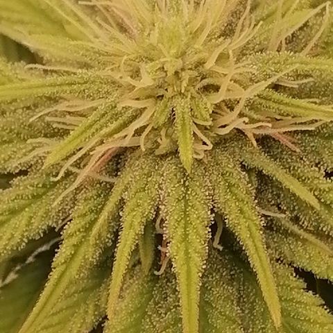 Fruit Spirit growlog timeline photo