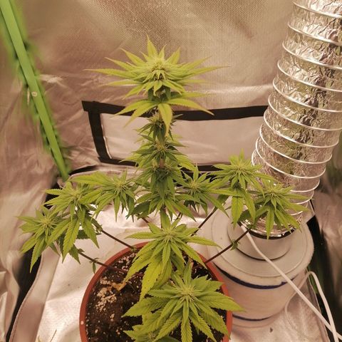 Fruit Spirit growlog timeline photo