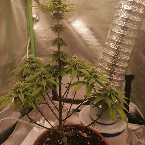 Fruit Spirit growlog timeline photo