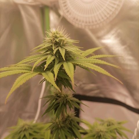 Fruit Spirit growlog timeline photo