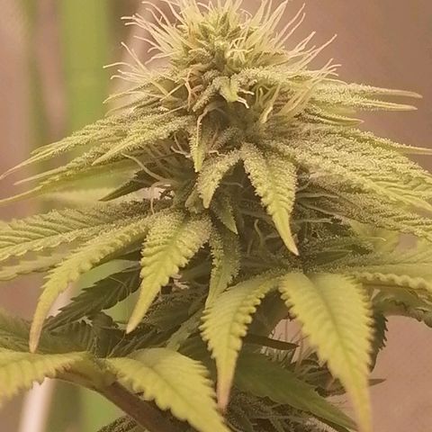 Fruit Spirit growlog timeline photo