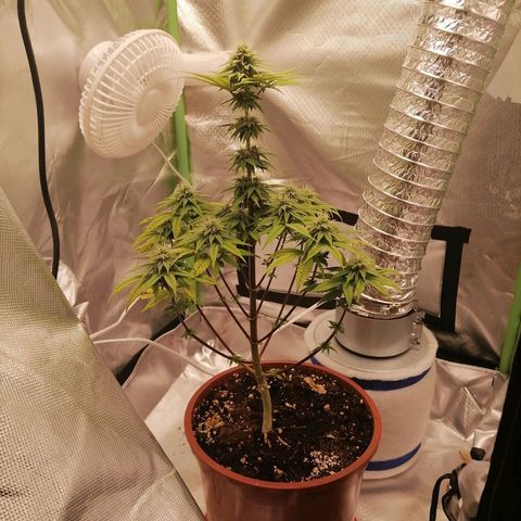 Fruit Spirit growlog timeline photo