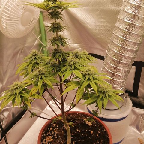 Fruit Spirit growlog timeline photo