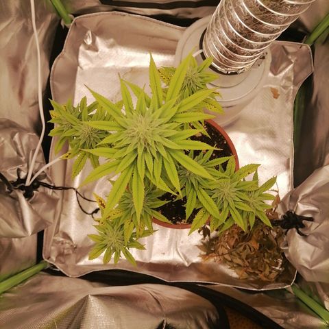 Fruit Spirit growlog timeline photo