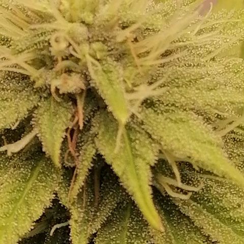 Fruit Spirit growlog timeline photo