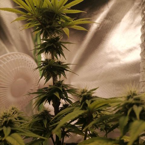 Fruit Spirit growlog timeline photo