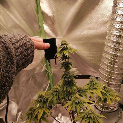 Fruit Spirit growlog timeline photo