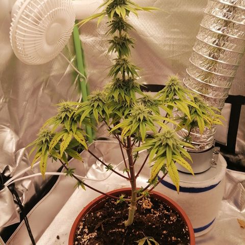 Fruit Spirit growlog timeline photo