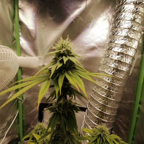 Fruit Spirit growlog timeline photo