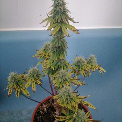 Fruit Spirit growlog timeline photo