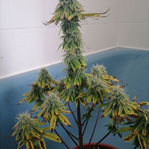 Fruit Spirit growlog timeline photo