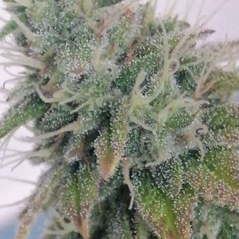 Fruit Spirit growlog timeline photo