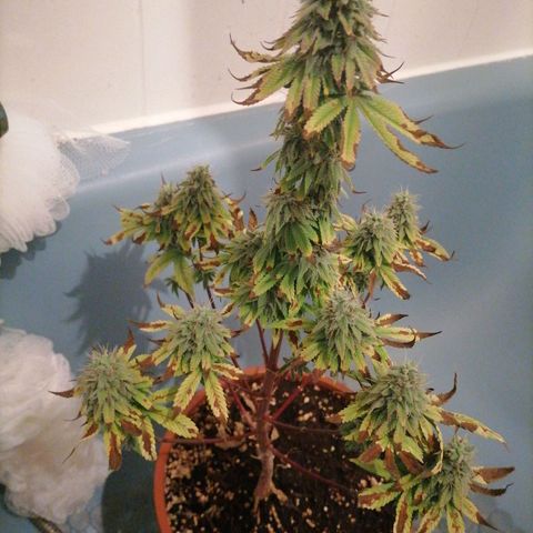 Fruit Spirit growlog timeline photo