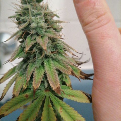 Fruit Spirit growlog timeline photo