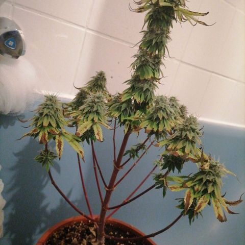 Fruit Spirit growlog timeline photo