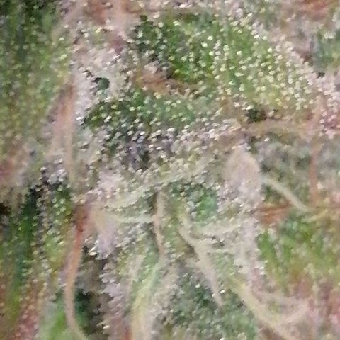 Fruit Spirit growlog timeline photo