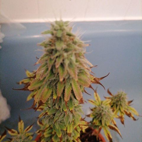 Fruit Spirit growlog timeline photo