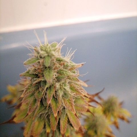 Fruit Spirit growlog timeline photo