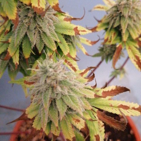 Fruit Spirit growlog timeline photo