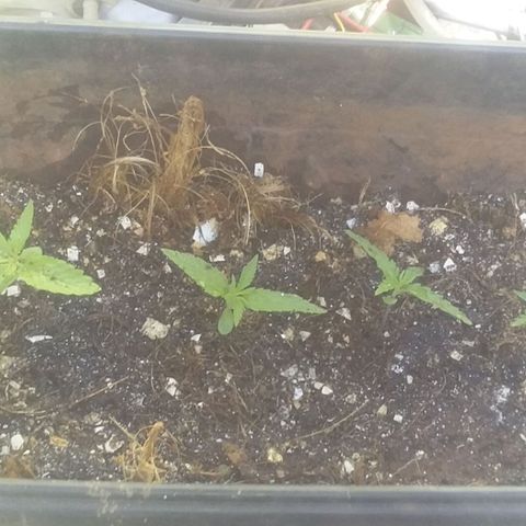 🧊ICE❄️ growlog timeline photo