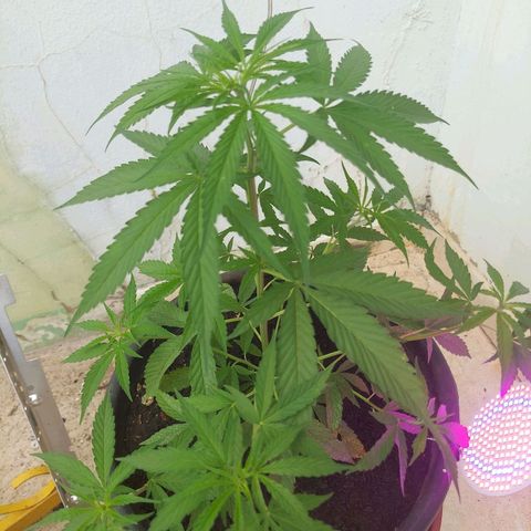 🧊ICE❄️ growlog timeline photo