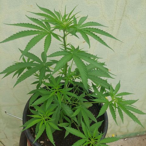 🧊ICE❄️ growlog timeline photo
