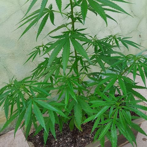 🧊ICE❄️ growlog photo: Acabou de ser transplantada de vaso para um maior com minha nova receita de substrato 