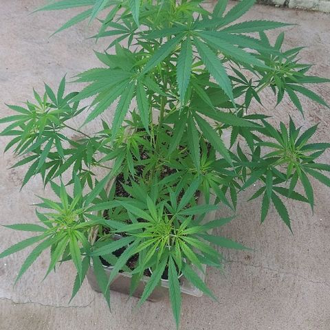 🧊ICE❄️ growlog photo: Início da floração 