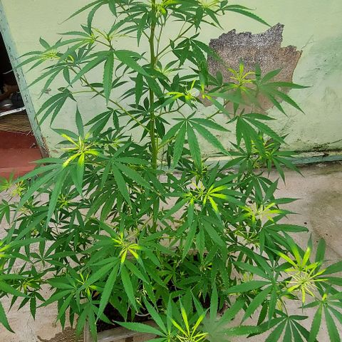 🧊ICE❄️ growlog photo: Já estáo a parecendo as primeiras flores 💐 