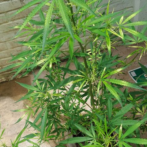 🧊ICE❄️ growlog photo: Já tem bastante flores aparente