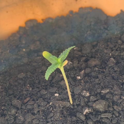 Og Kush Bonsai (anã) 🇵🇰🇺🇸 growlog timeline photo
