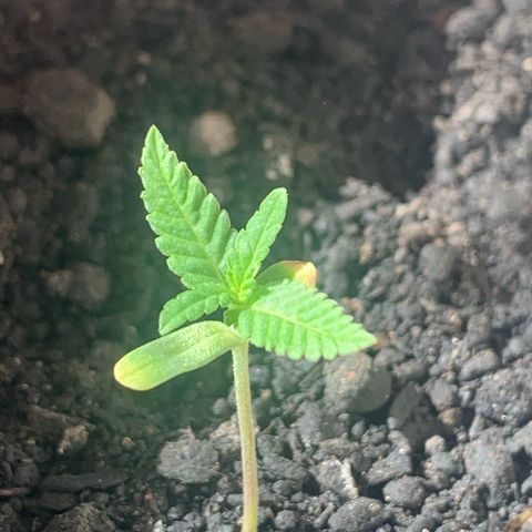 Og Kush Bonsai (anã) 🇵🇰🇺🇸 growlog timeline photo