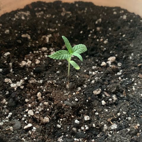 Og Kush Bonsai (anã) 🇵🇰🇺🇸 growlog photo: Transplante de solo