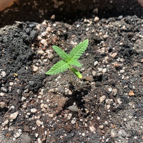 Og Kush Bonsai (anã) 🇵🇰🇺🇸 growlog timeline photo