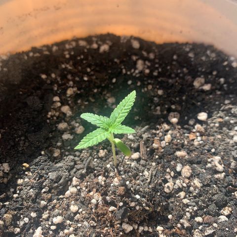 Og Kush Bonsai (anã) 🇵🇰🇺🇸 growlog timeline photo