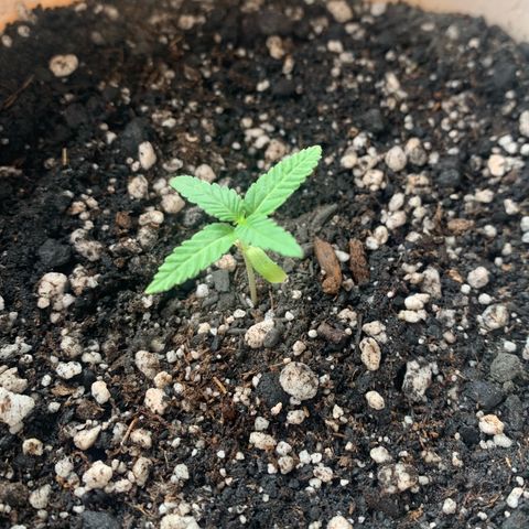 Og Kush Bonsai (anã) 🇵🇰🇺🇸 growlog timeline photo