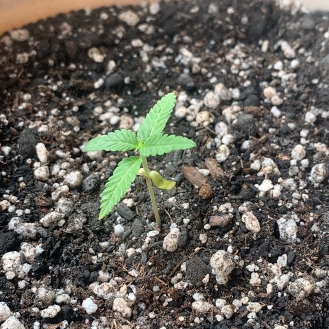 Og Kush Bonsai (anã) 🇵🇰🇺🇸 growlog timeline photo