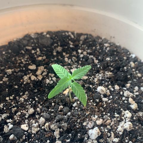 Og Kush Bonsai (anã) 🇵🇰🇺🇸 growlog timeline photo