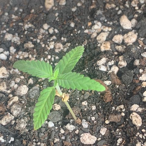Og Kush Bonsai (anã) 🇵🇰🇺🇸 growlog timeline photo