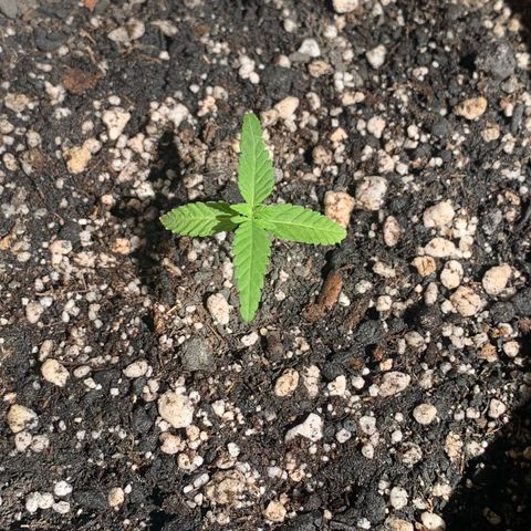 Og Kush Bonsai (anã) 🇵🇰🇺🇸 growlog timeline photo