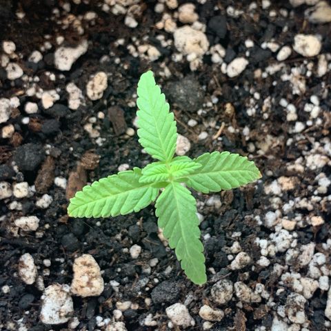 Og Kush Bonsai (anã) 🇵🇰🇺🇸 growlog timeline photo